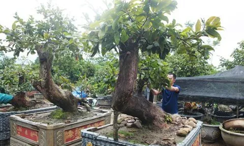 Cặp mai vàng “Tiên đồng ngọc nữ” đẹp cỡ nào mà có giá vài tỷ đồng?